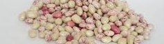 legumineuses haricots blancs